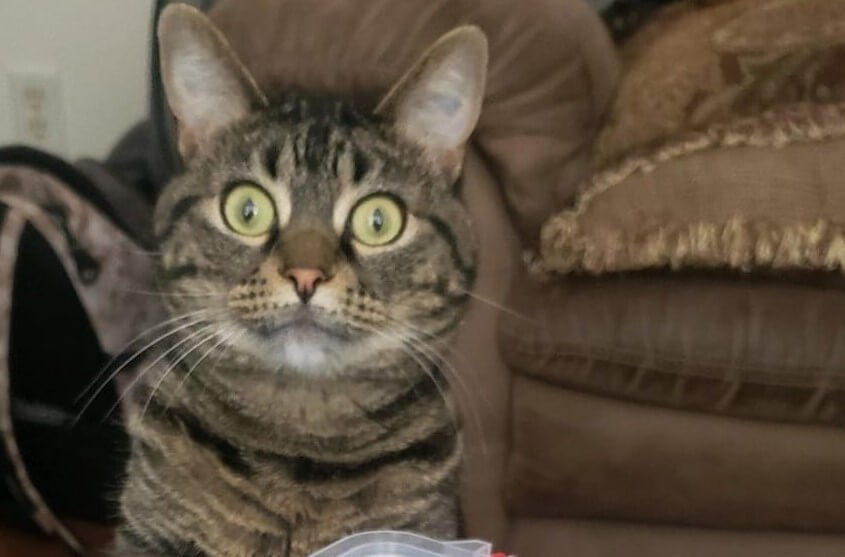 Surprised Cat