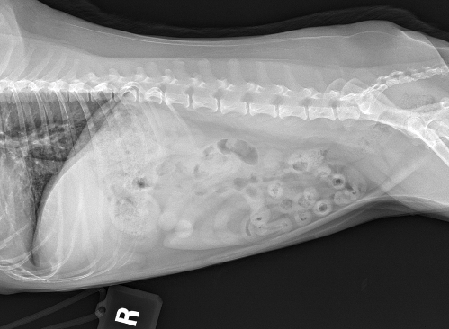 Lateral Abdomen Radiograph of A Dog
