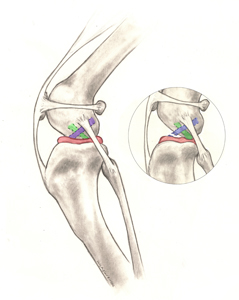 Anatomy of dog stifle joint