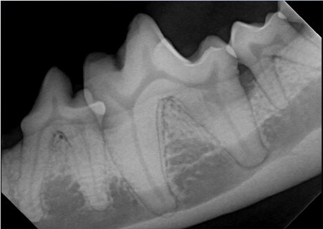 Digital Dental X-Ray of a Dog