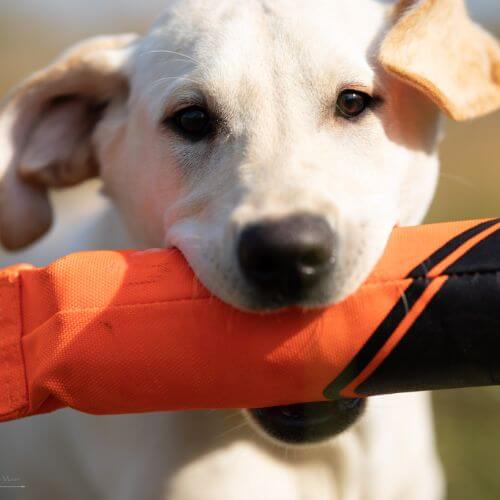 Dog Services Marshalltown