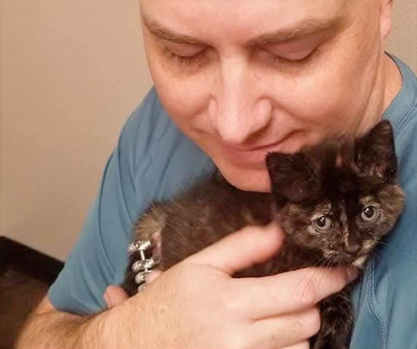 Kitten Recovering From Orthopedic Surgery