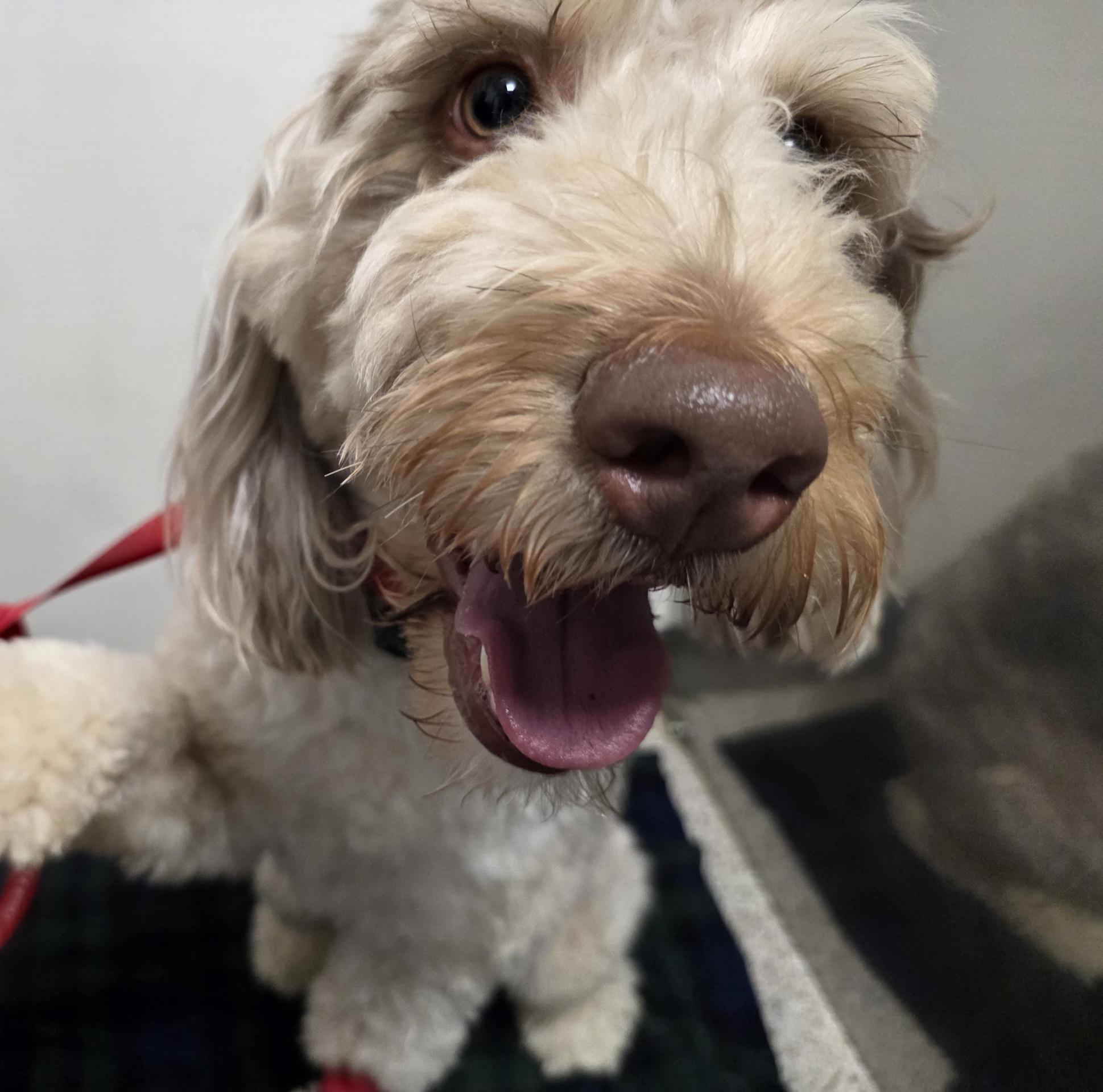 Happy Doodle After Spay Surgery at The Hometown Veterinarian