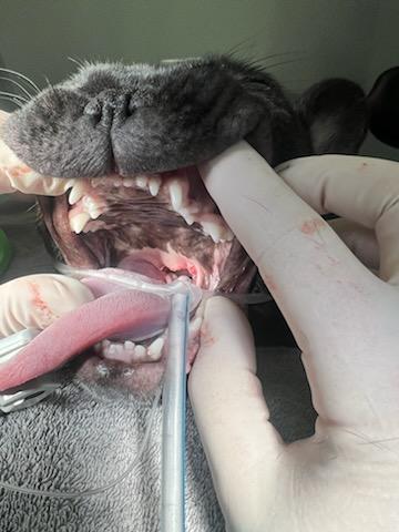 French Bulldog After Soft Palate Surgery