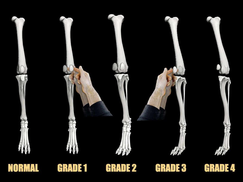 Patella Luxation Grading