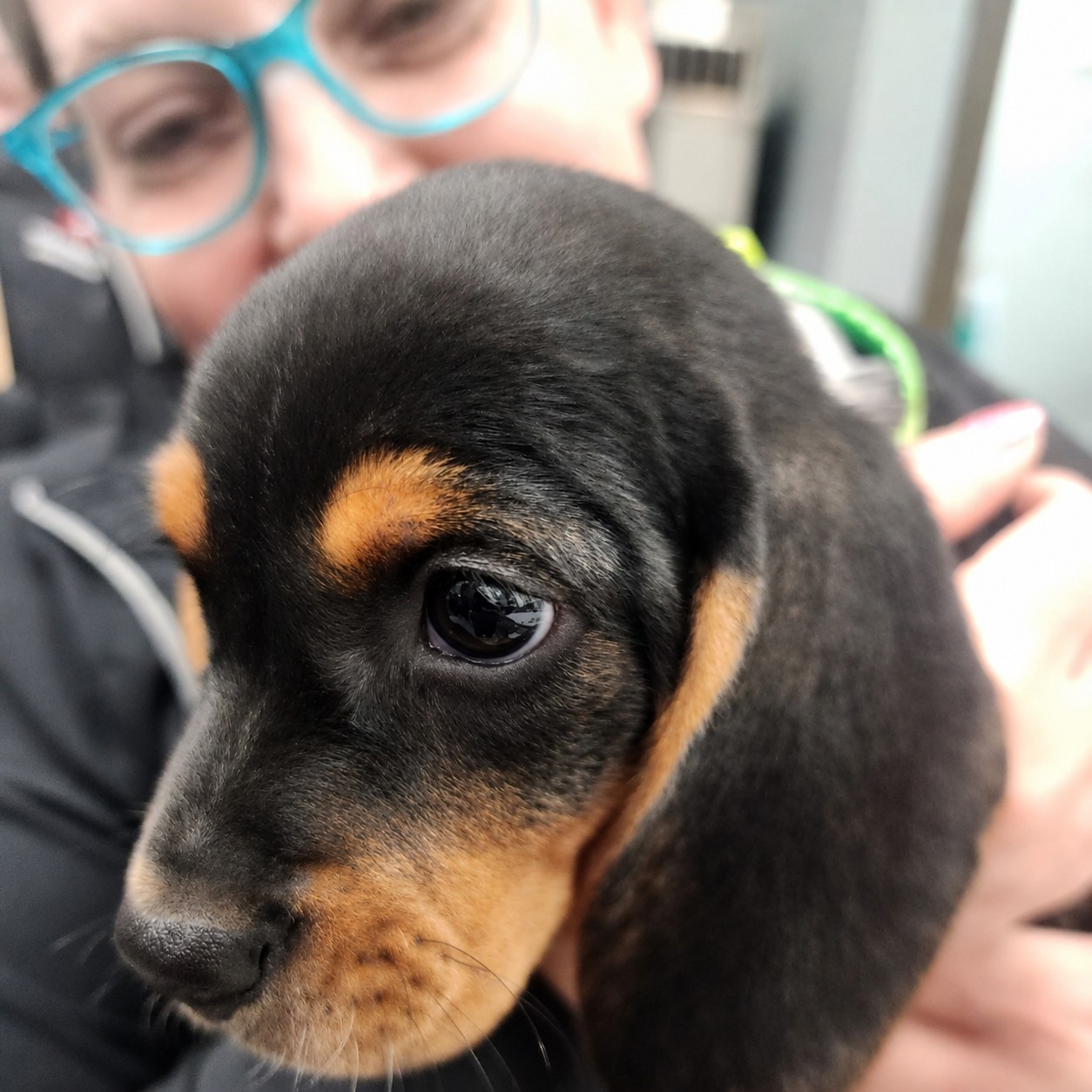Beagle Puppy at The Hometown Veterinarian