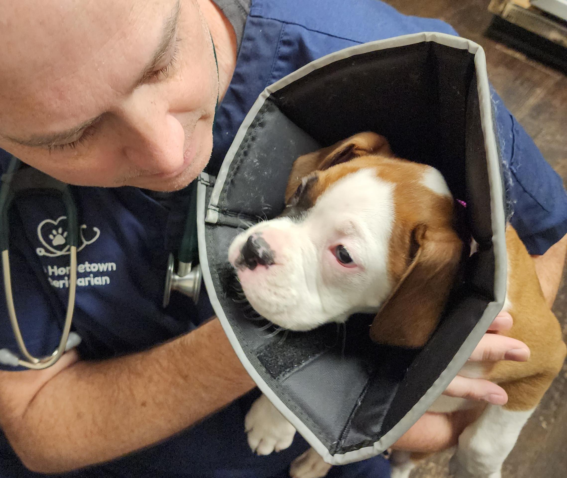 Post Surgical Exam of a Puppy