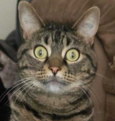 Shocked Faced Cat