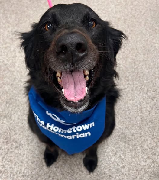 Smiling Dog at The Hometown Veterinarian