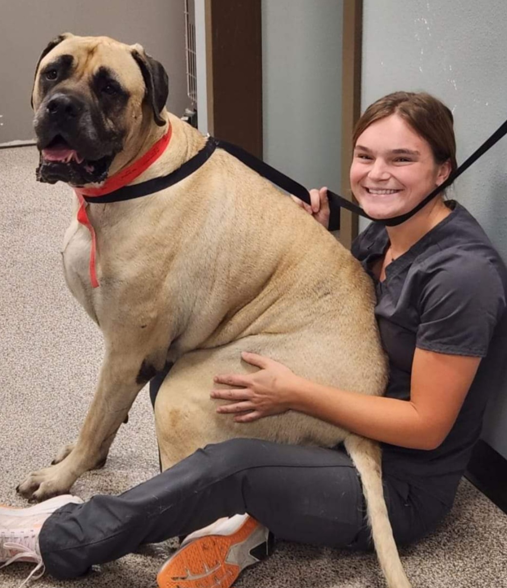 Great Big Dogs Sitting on Vet Assistant