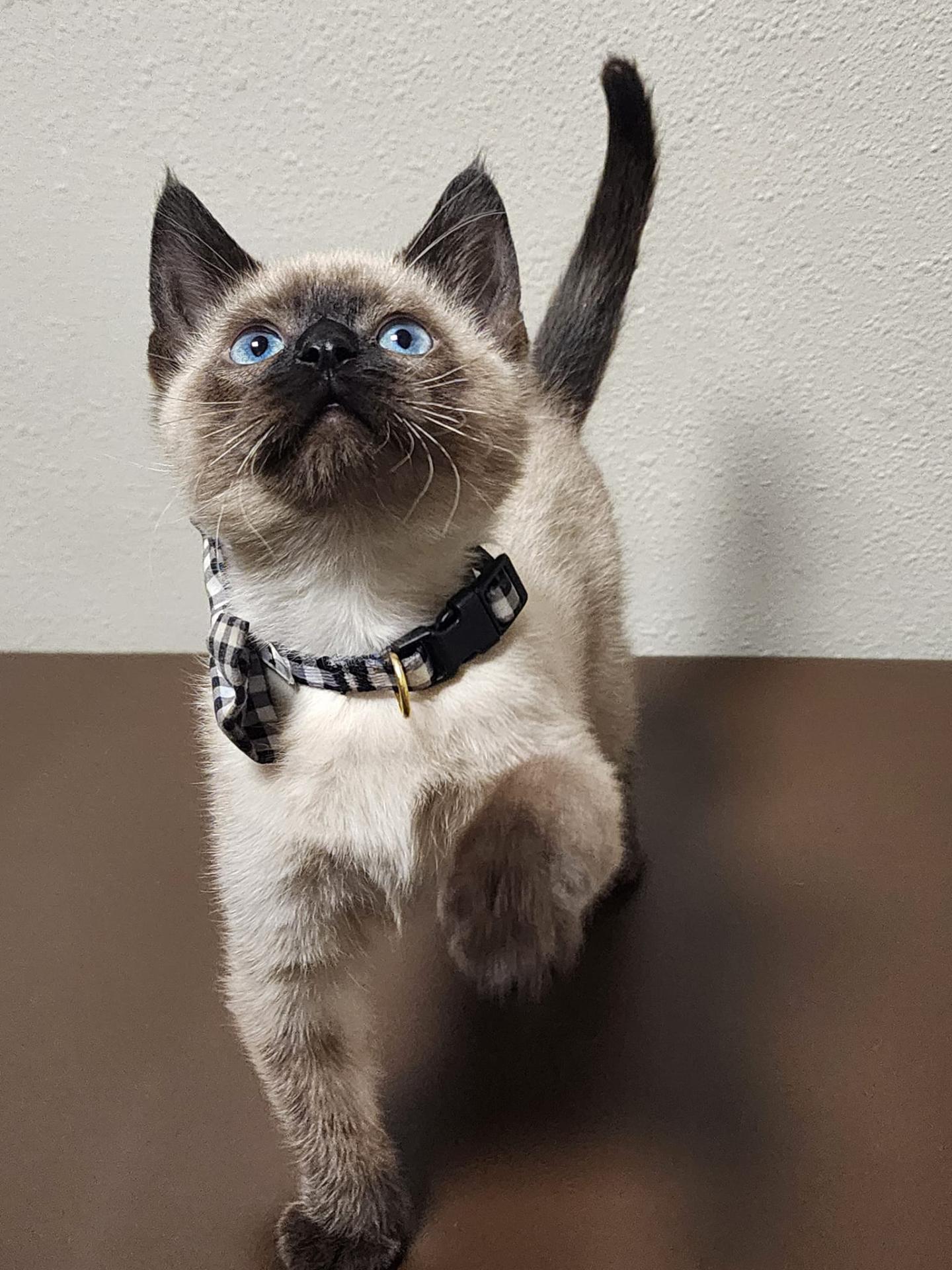 Walk On In To The Hometown Veterinarian