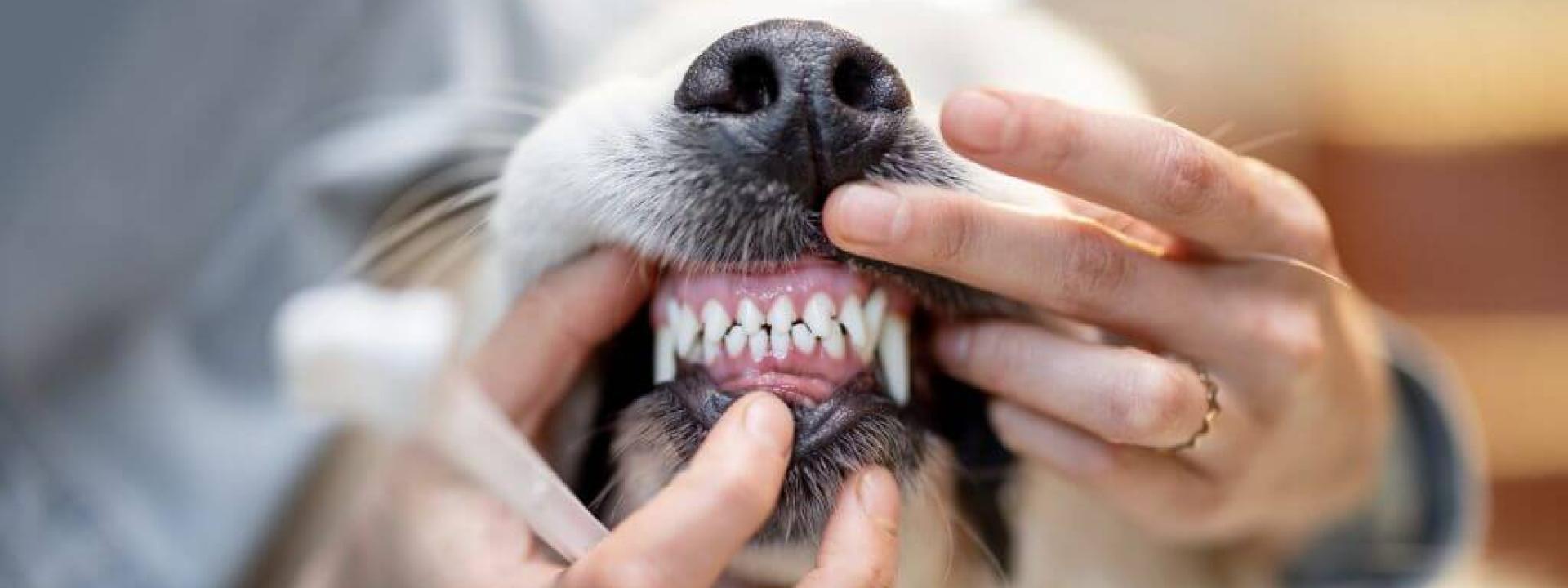Dog dental care at The Hometown vet