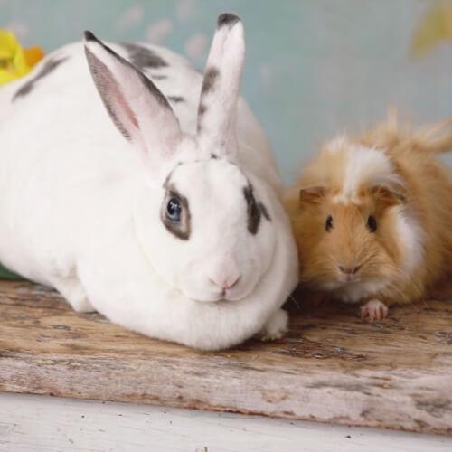 Exotic Pet Services