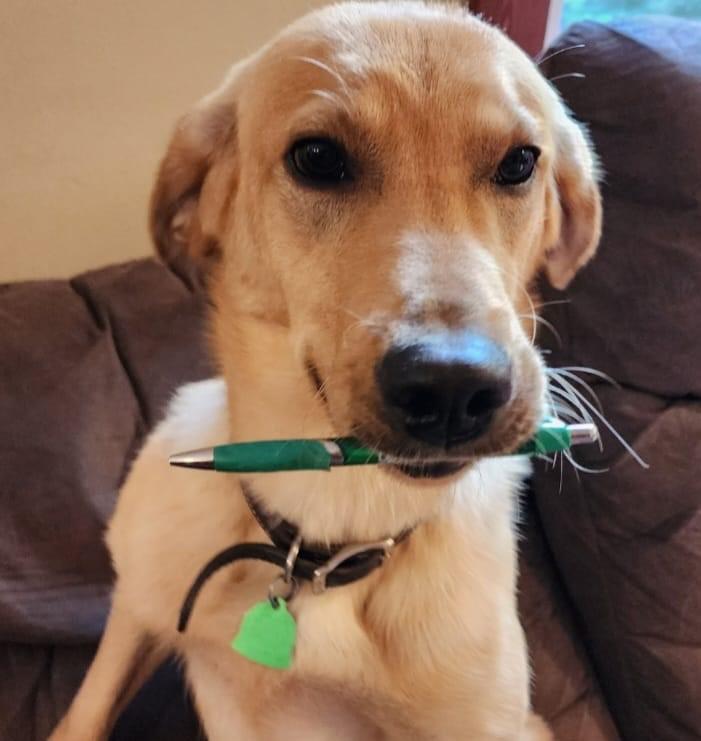 Yellow Lab Holding A Pen Scheduling A Housecall