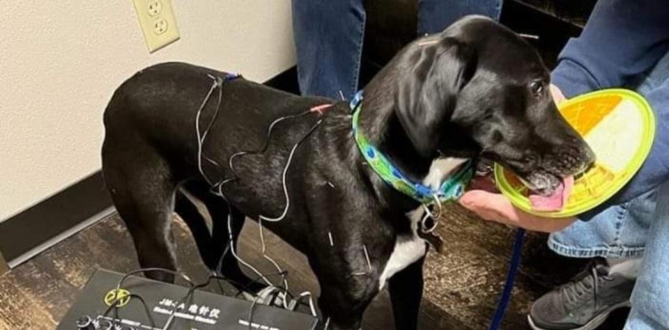 Dog Receiving Electroacupuncture
