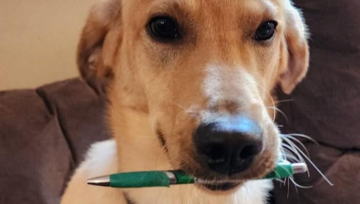 Dog Holding A Pen