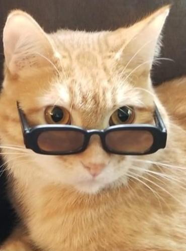 Cat In Glasses