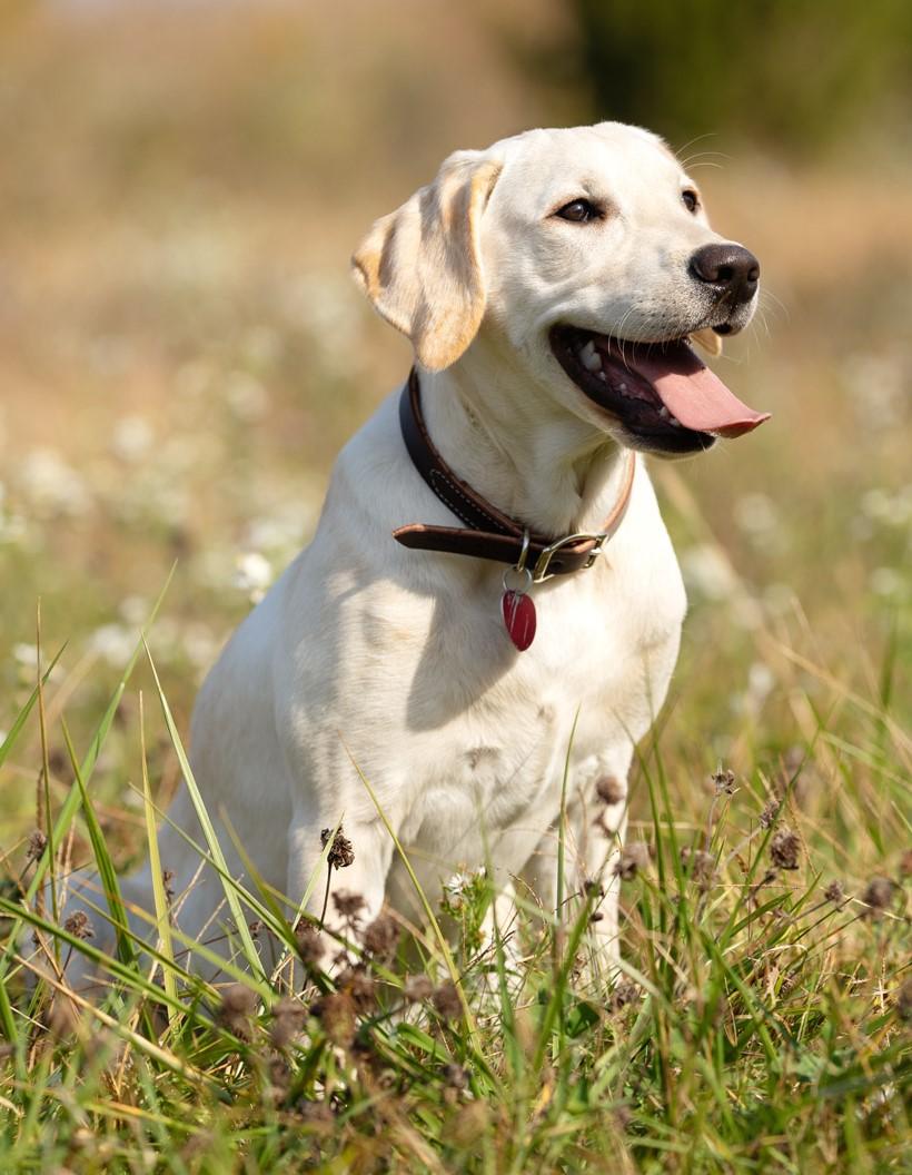 Clyde_The_Lab