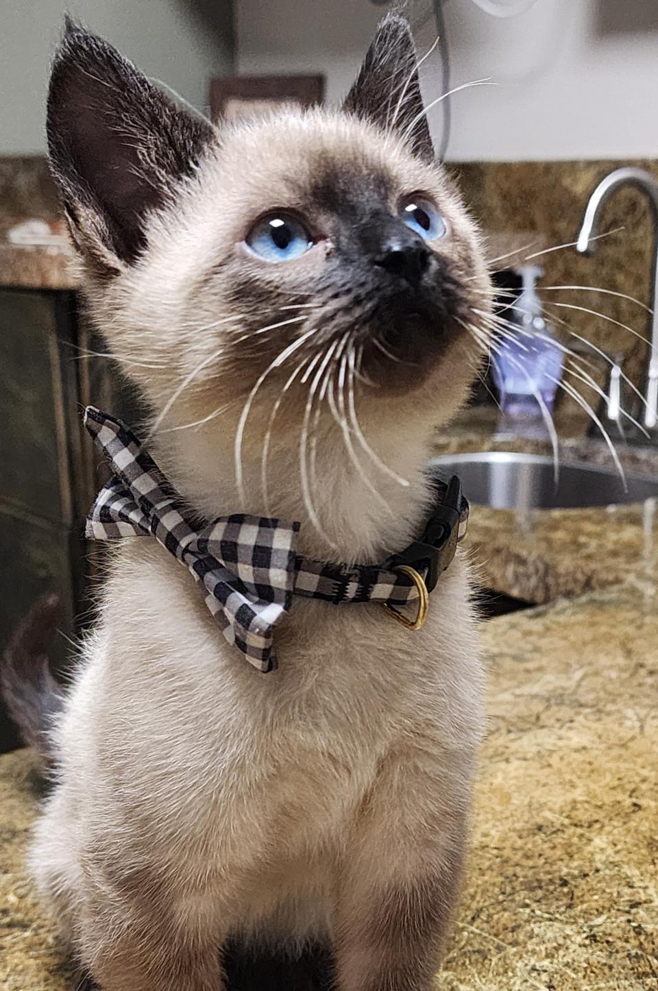 Blue Eyed Kitten