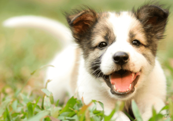 Happy Puppy