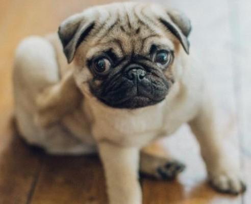 Itchy Pug