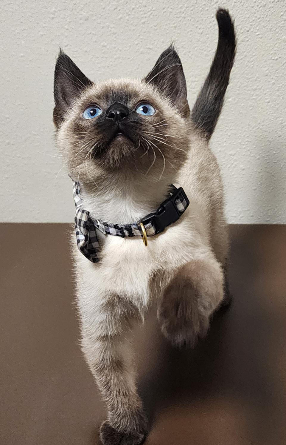 Kitten With Bow Collar