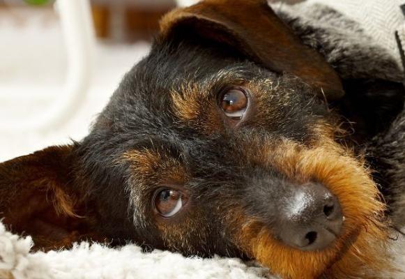 Sad Eyed Dog