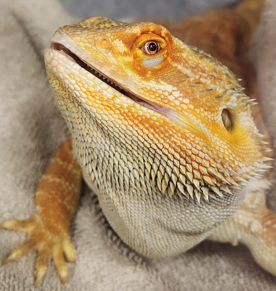 Smiling Bearded Dragon