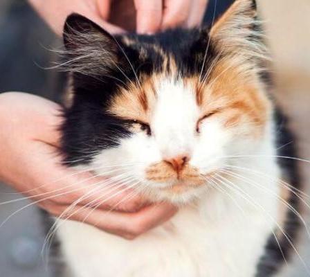 Smiling Calico