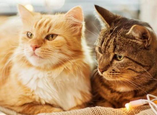 Two Cats