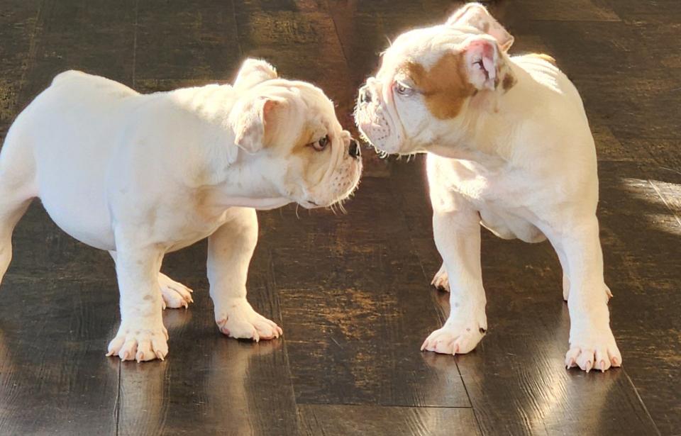 Bulldog Bros