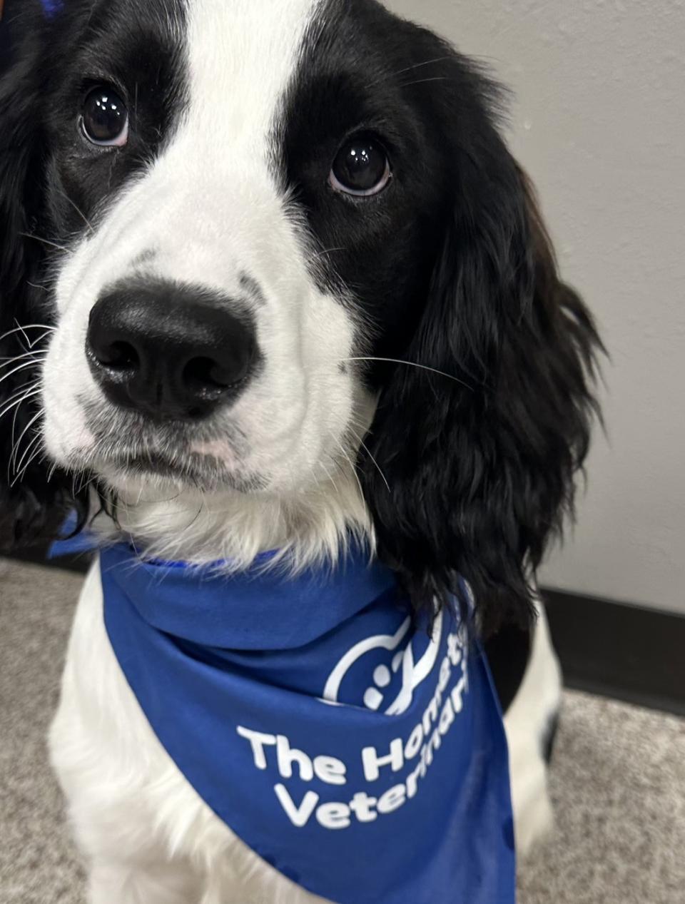 Spaniel Eyes