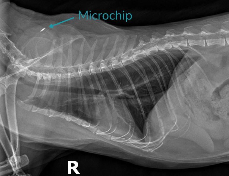 Cat X-Ray Showing a Microchip