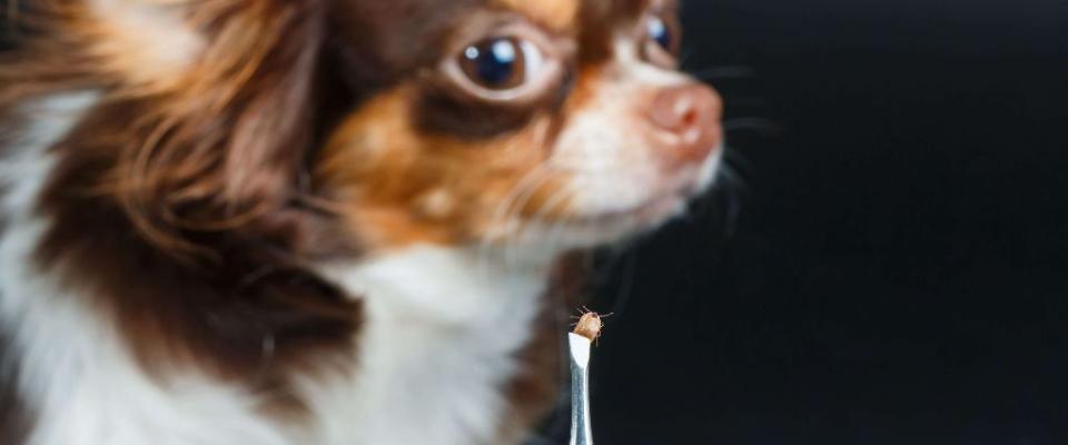 Chihuahua looking at tick
