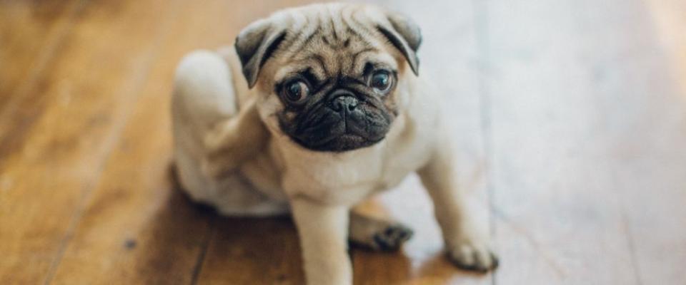 treating itchy dogs
