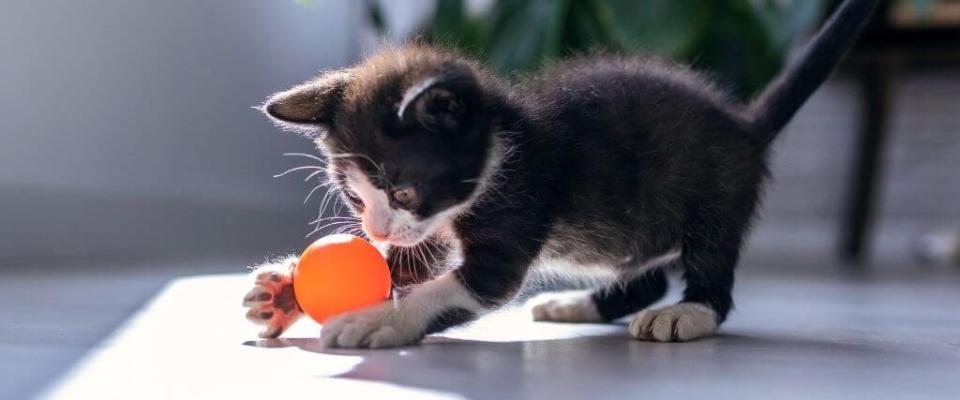 kitten behavior tips