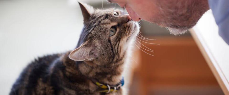 Cat giving an owner a kiss on the nose.