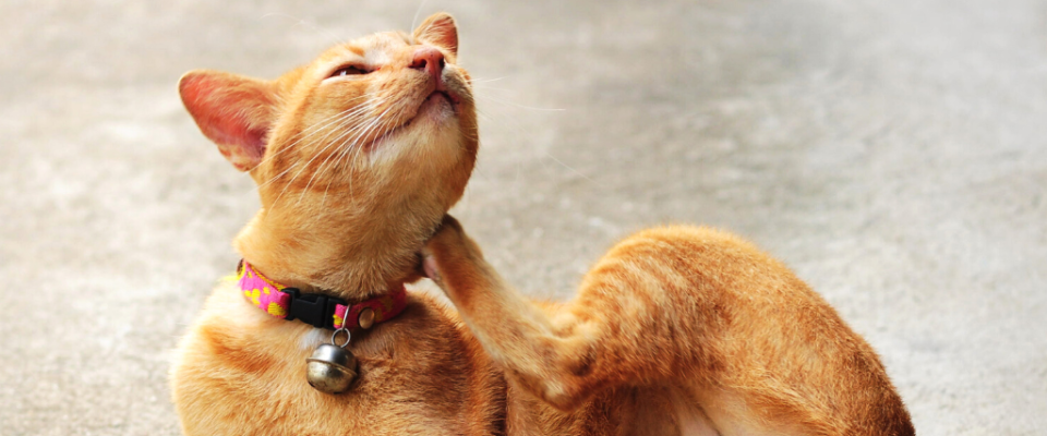 itchy cat scratching its head